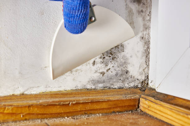 Environmental Consulting for Mold Prevention in Georgetown, GA